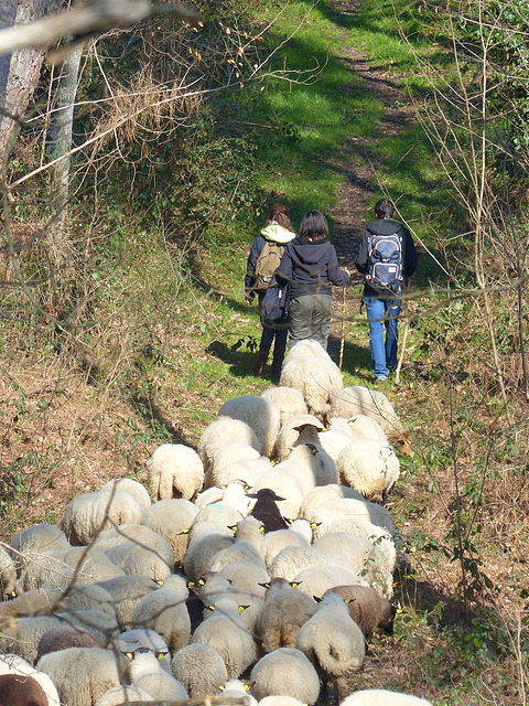 Transhumance du 15 mars 2016