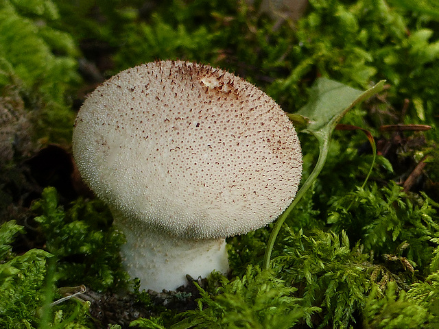 Growing amongst the mosses