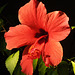 hibiscus CSC 2032
