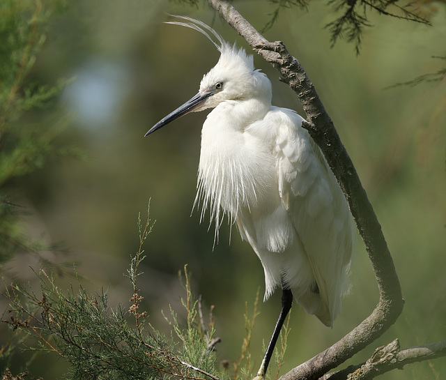 Aigrette garzette