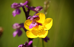 Green-veined Orchid in a Buttercup