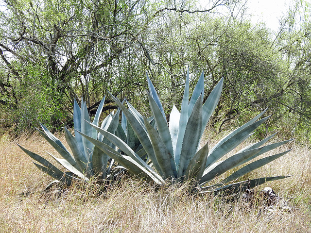 Day 4, cacti, Bishop City Park