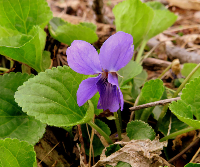 A timid, tiny first Violet.