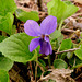 A timid, tiny first Violet.