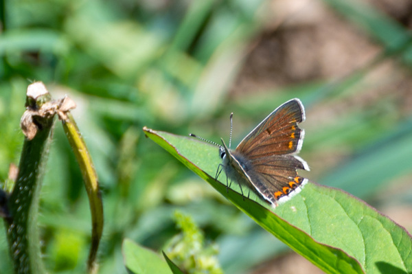 Common Blue-DSZ5413