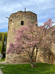 Frühling an der Stadtmauer