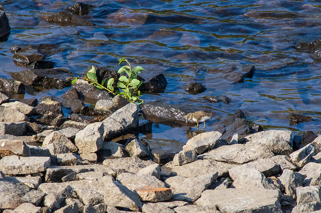 Common Sandpiper chick 1-6217