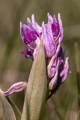 Orchidée - Drôme