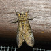 IMG 2702 Moth-1