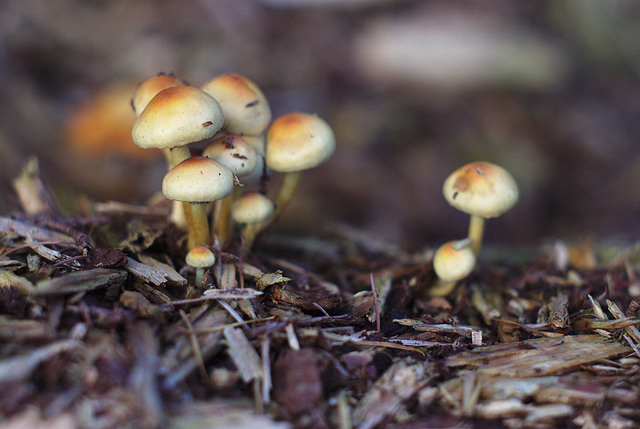 Sulphur tuft