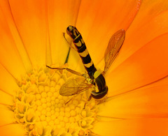 Hoverfly