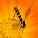 Hoverfly