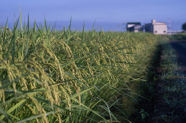 Rice factory in the distance