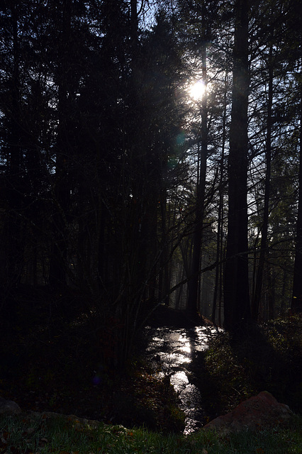 Die Sonne erscheint aus dem Herbstnebel an einem Bachlauf bei Champoz