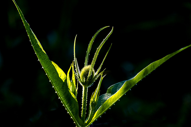 cardo del año floreciendo