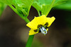 Tomatillo (Physalis philadelphica)