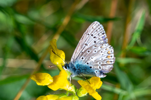 Common Blue-DSZ5765