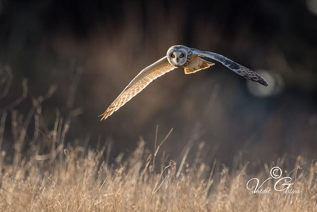 Hibou des marais