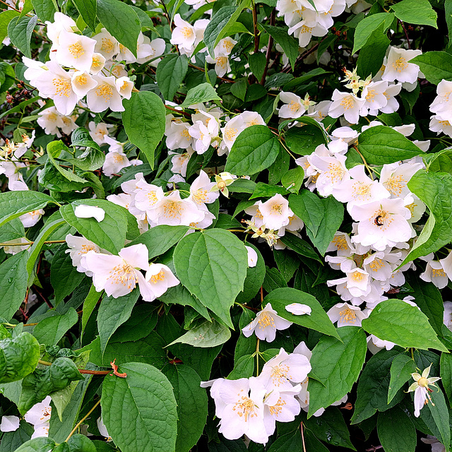 Europäischer Pfeifenstrauch / Falscher Jasmin (Philadelphus coronarius)