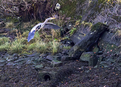 Grey Heron about to Take Off