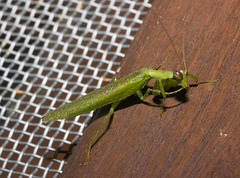 IMG 2701 Praying Mantid-1