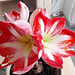 Amaryllis*************** Amaryllis***************