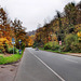 Laupendahler Landstraße (Essen-Werden) / 16.11.2024 Laupendahler Landstraße (Essen-Werden) / 16.11.2024
