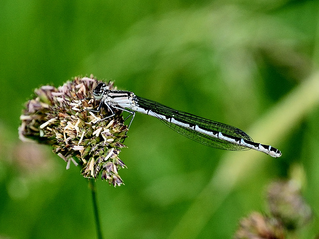 Common Bluet f (Enallagma cyathigerum) DSB 0251