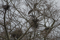 20160303 0132VRAw [D~BI] Graureiher (Ardea cinerea), Tierpark Olderdissen, Bielefeld