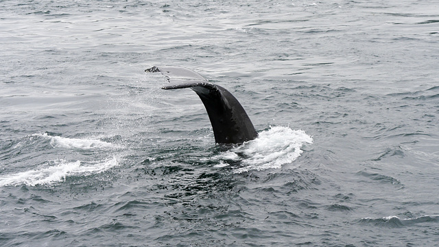 Whale watching nahe Telegraph Cove