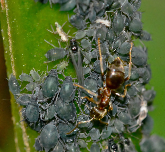 Ant and Aphids