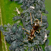 Ant and Aphids