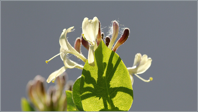 Lonicera