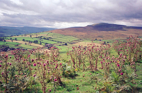 Calver Hill (487m) seen from near Cuckoo Hill. (Aug 1993, scan)