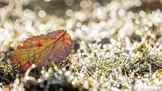 Bramble leaf and bokeh