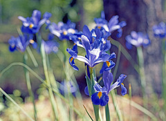 Irises