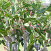 Day 4, cactus, Bishop City Park