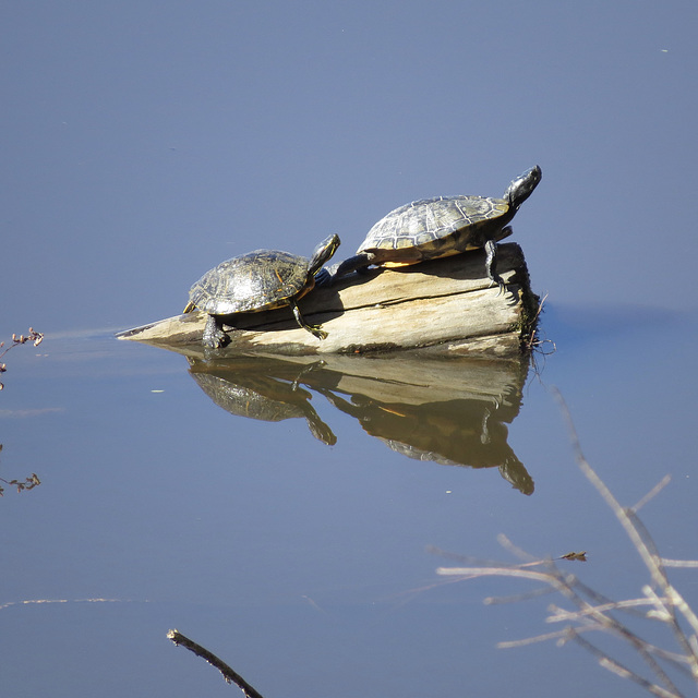 Painted turtles