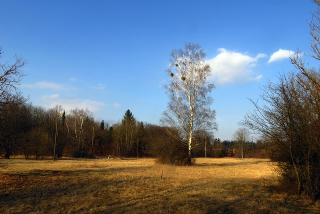 A birch tree in the Allacher Forest.