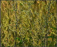 Spring Curtain