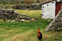 Stone walls and a big colourful cock