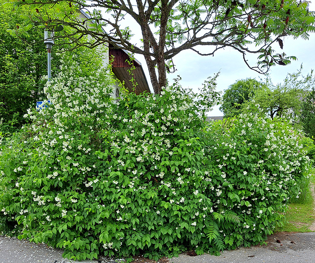 Europäischer Pfeifenstrauch / Falscher Jasmin (Philadelphus coronarius)