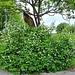 Europäischer Pfeifenstrauch / Falscher Jasmin (Philadelphus coronarius)