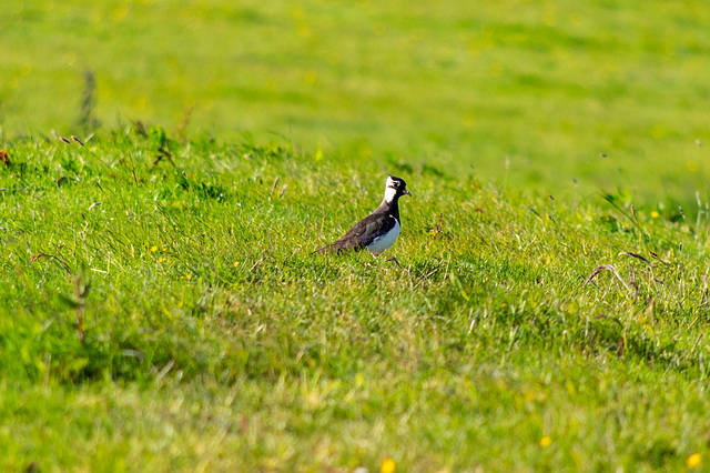 Lapwing-6232