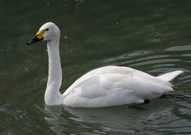 Bewick's Swan