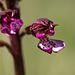 Orchidée - Drôme