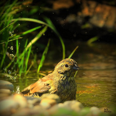 Dans son bain