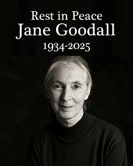 Jane Goodall ✨️❤✨️