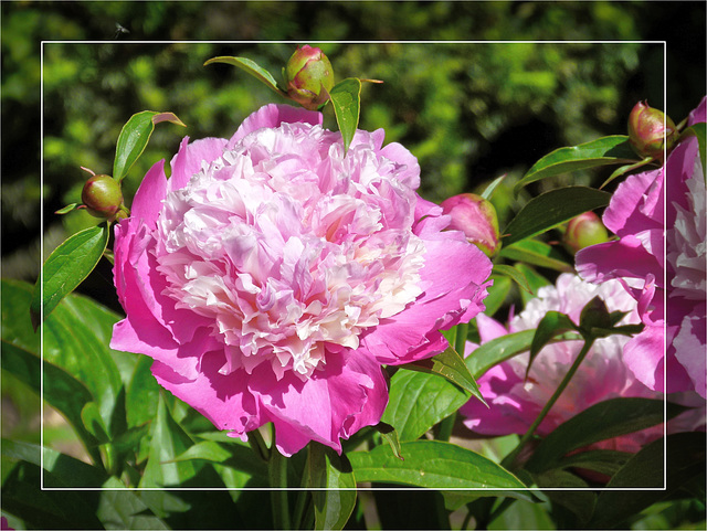 Peony 08