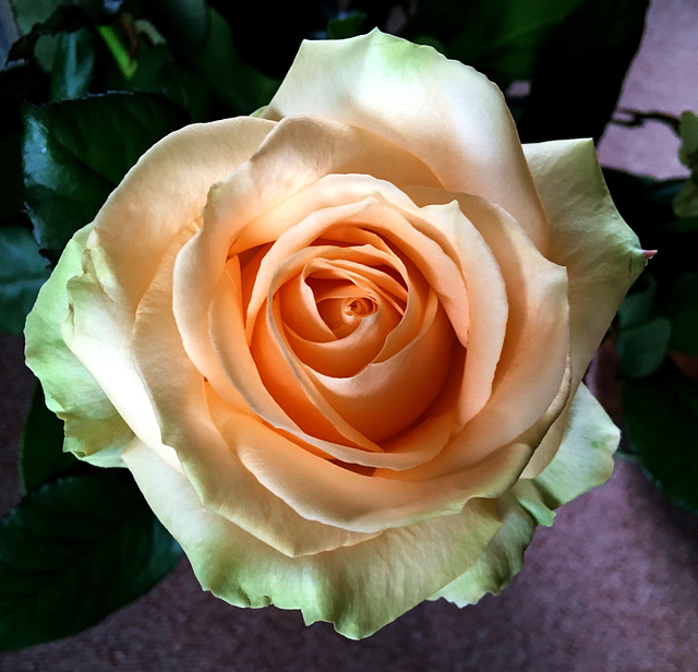 Rose d'un bouquet